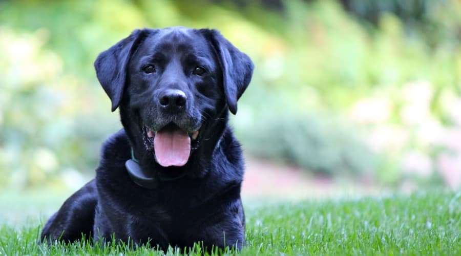 Black Dog Lounging Outside