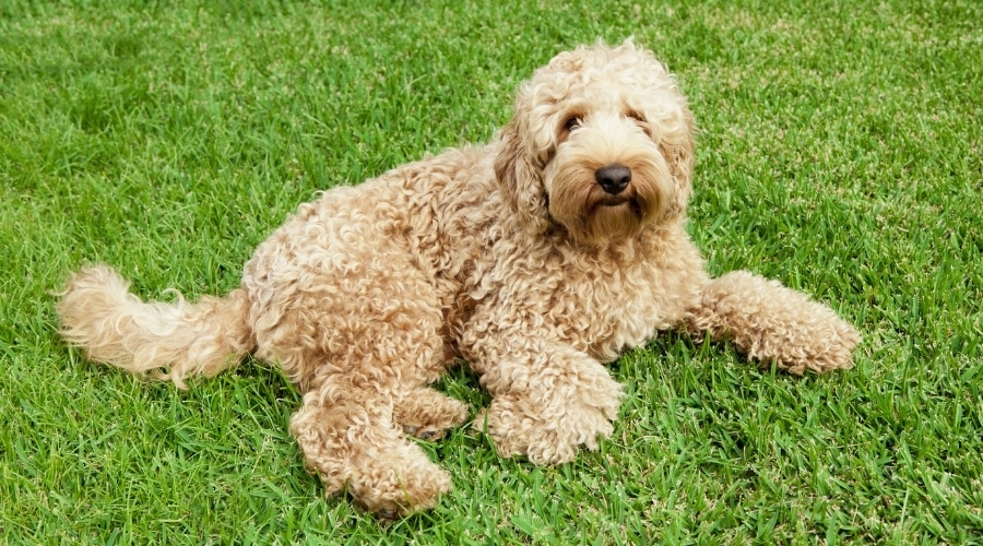 Black Dog Lying in Grass