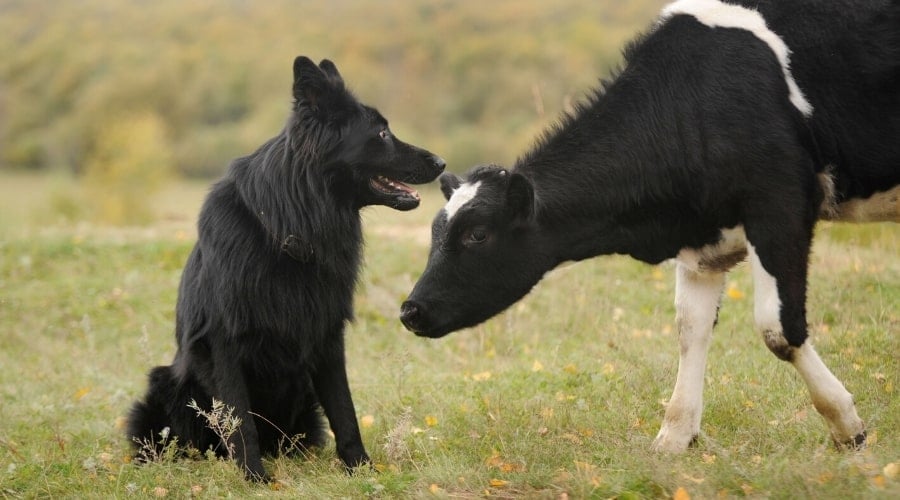 Black Dog Next to Black and White Cow
