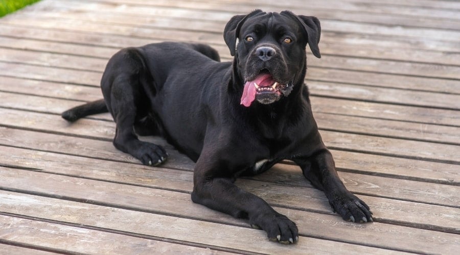 Black Dog Outdoors on Deck