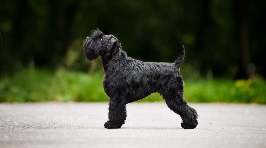 Black Dog Outside Training
