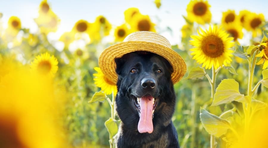 Black dog panting among yellow flowers.