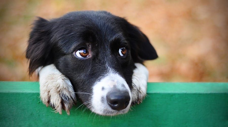 Black dog resting head on fence.