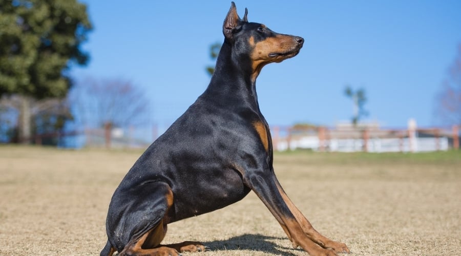 Black Dog Sitting Attentively