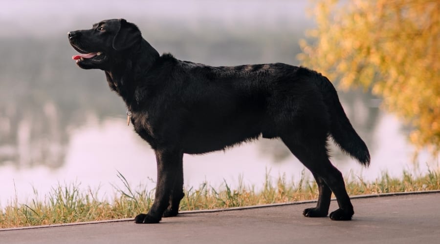 Black Dog Standing Near Water