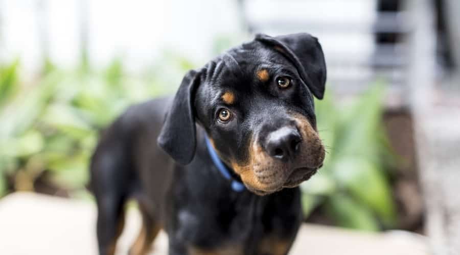 Black Dog Tilting Head For Camera
