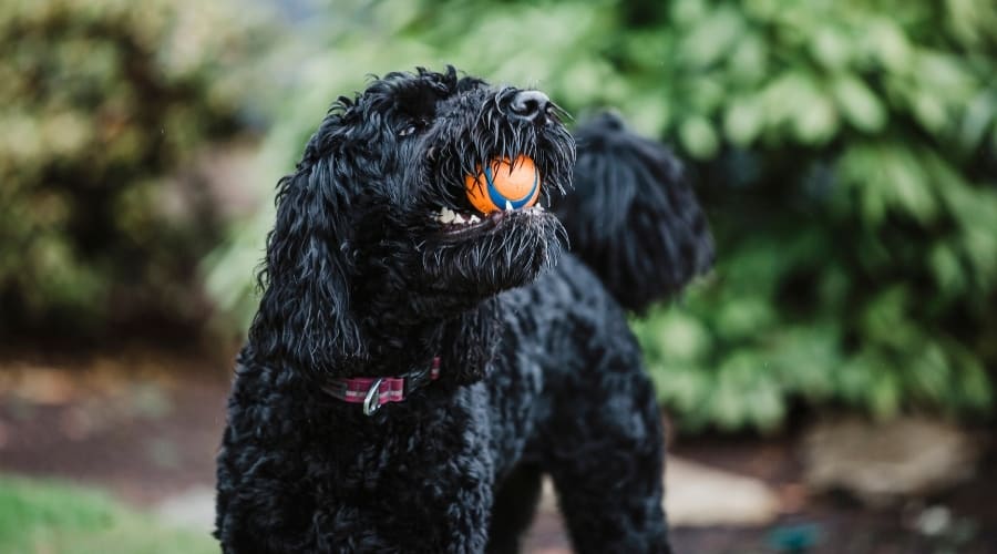 Black Dog With Orange Ball in Its Mouth