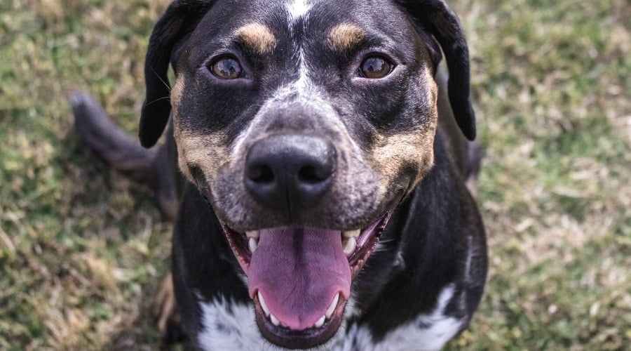 Black Dog With Spotting on Face