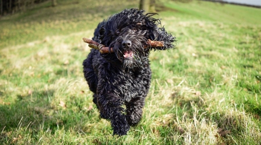 Black Dog With Stick in Mouth