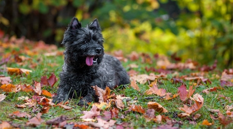 Black Dog With Tongue Out