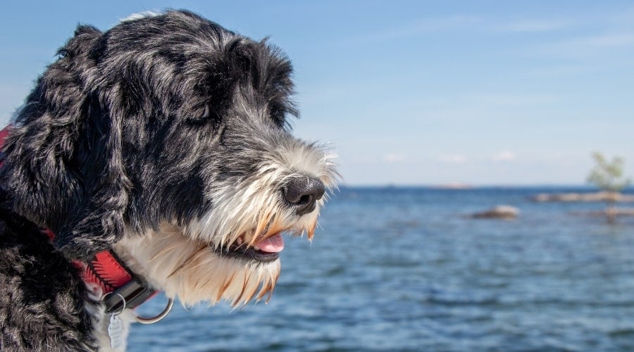 Black Dog With White Mouth by Water