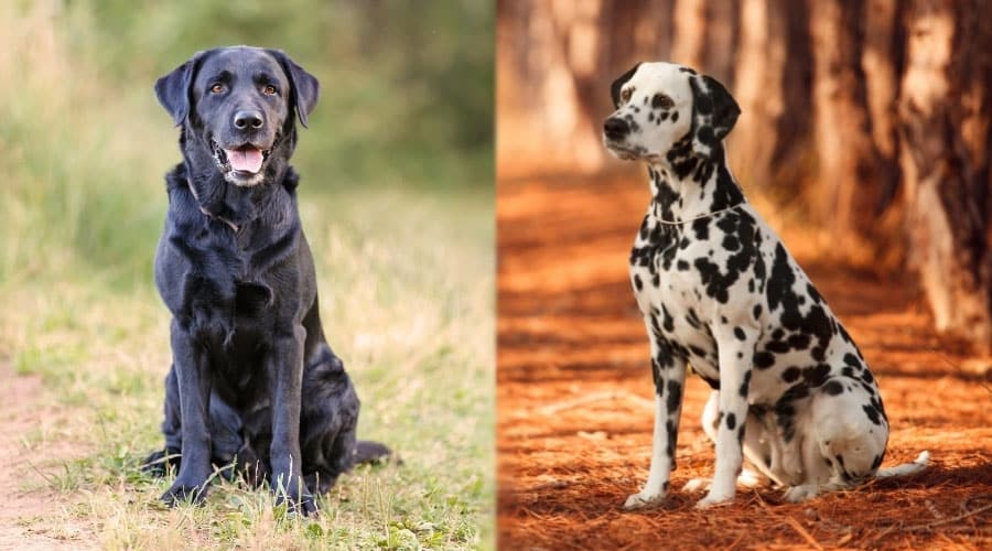 Black Dog and Spotted Dog Sitting Outside