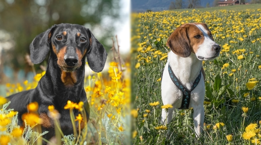 Black Dog and White Dog Outdoors