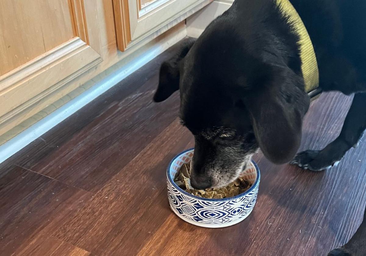 Black dog eating Sunday for Dogs dog food.