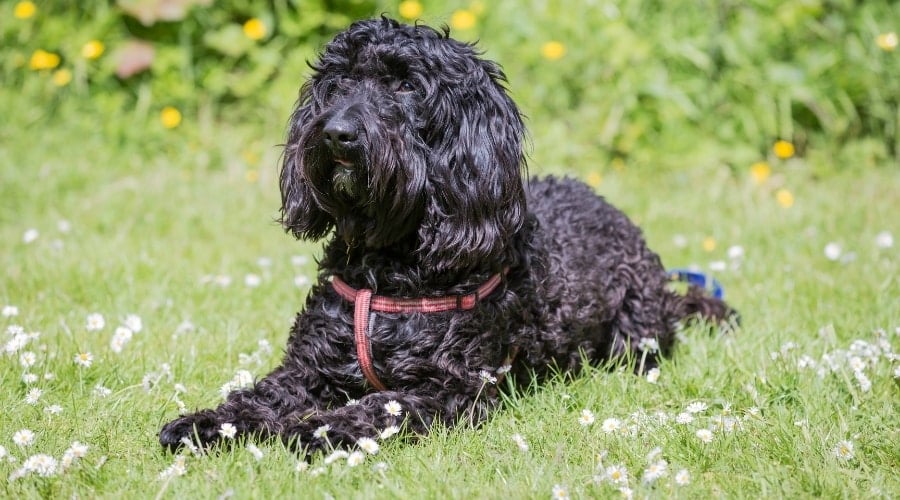 Black Dog in a Meadow