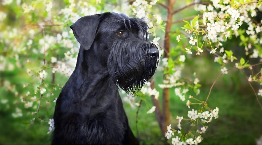 Black Dog in the Woods