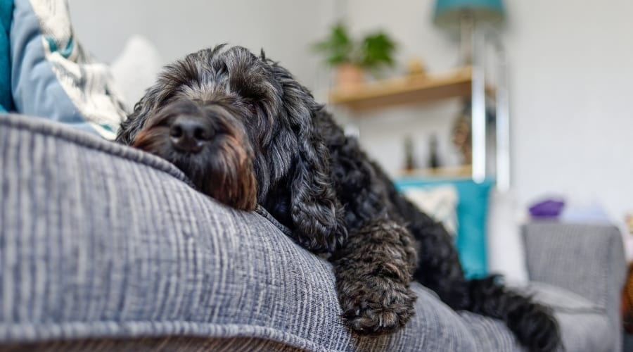 Black Dog on Cozy Couch