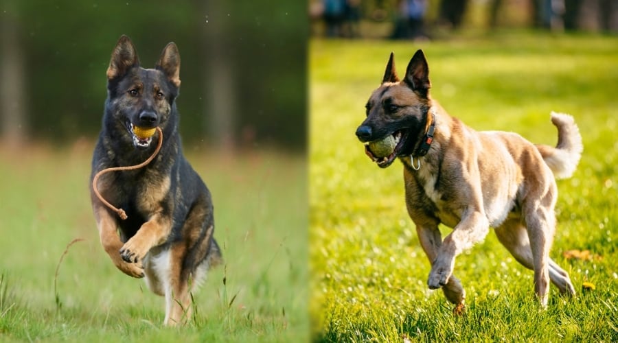 Black Dog with Tan Dog Training