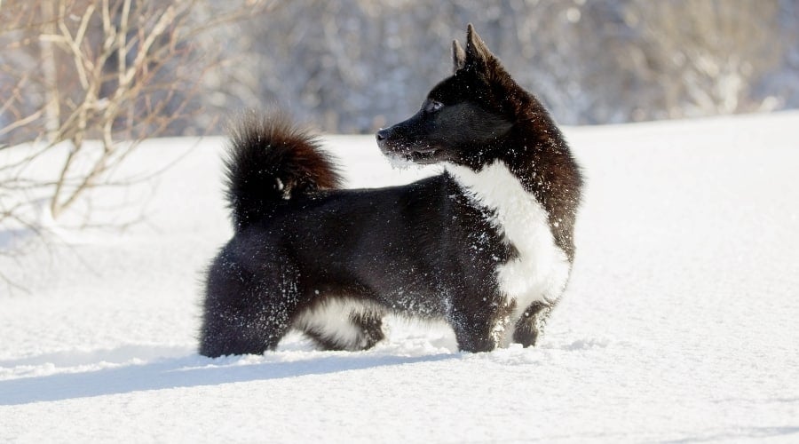Black Dog with White Chest Standing in Snow