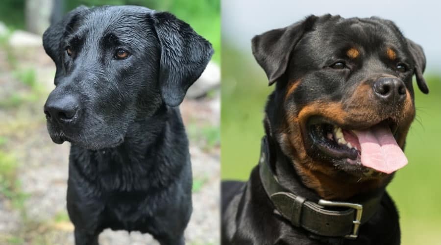 Black Dogs Close Up
