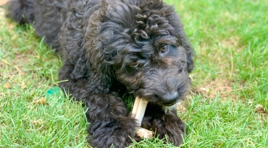 Black Fluffy Dog Chewing on Treat