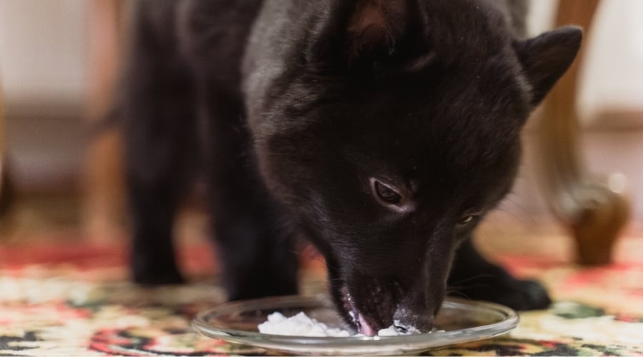 Can Dogs Eat Cottage Cheese Is Cottage Cheese Bad For Dogs Canine can-dogs-eat-cottage-cheese-is-cottage-cheese-bad-for-dogs-canine