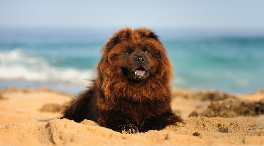 Black Fluffy Dog On Beach