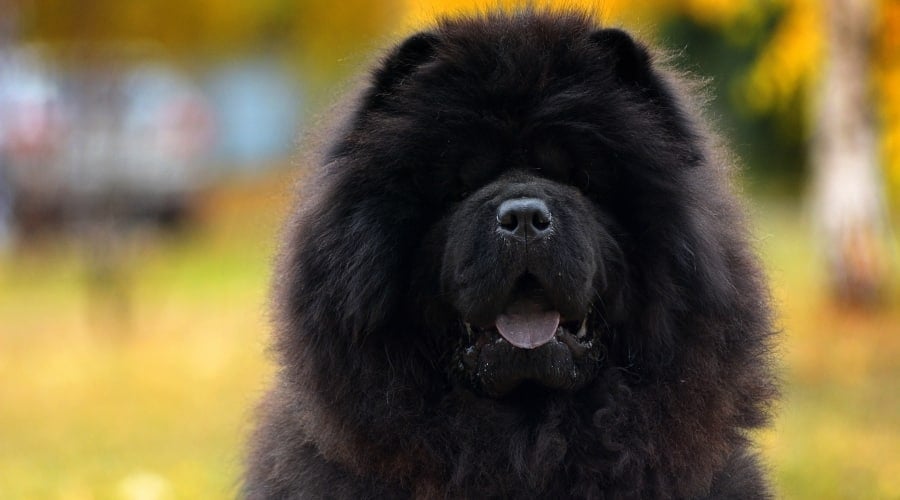 Black Fluffy Dog With Blue Tongue