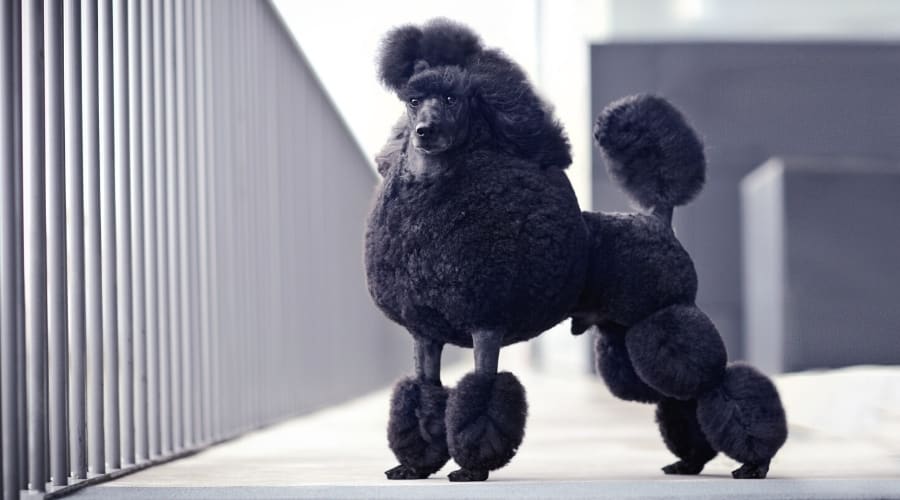 Black Fluffy Poodle in conformation.