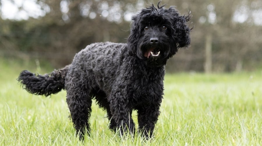 Black Fluffy Dog in Field
