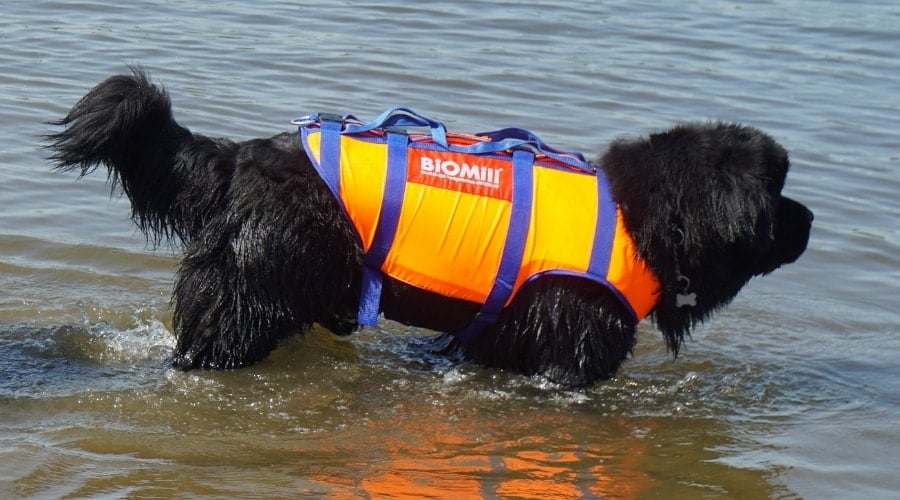 Black Fluffy Dog in Water