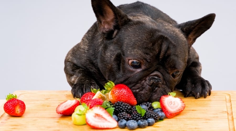 Black French Bulldog Sniffing at Summer Fruits