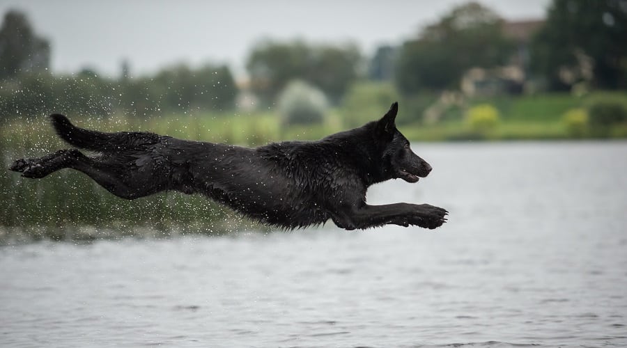 Black GSD Build and Size
