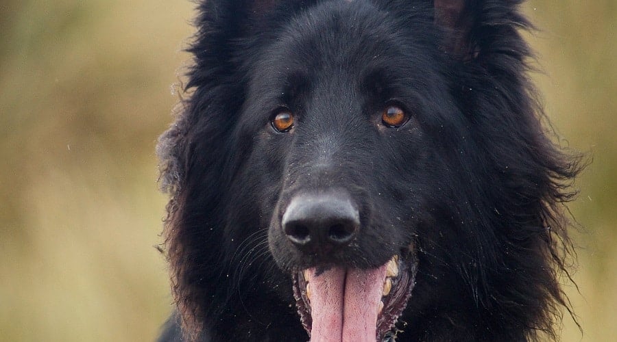 Black GSD Coat and Color