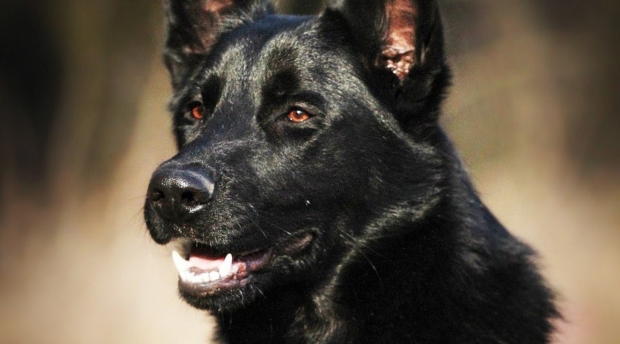 Black GSD Grooming Tips