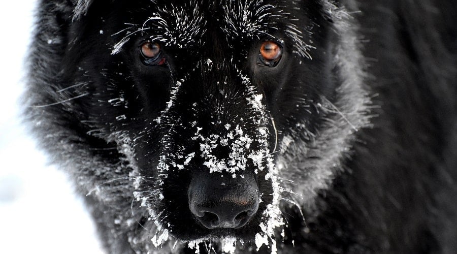 Black GSD Personality