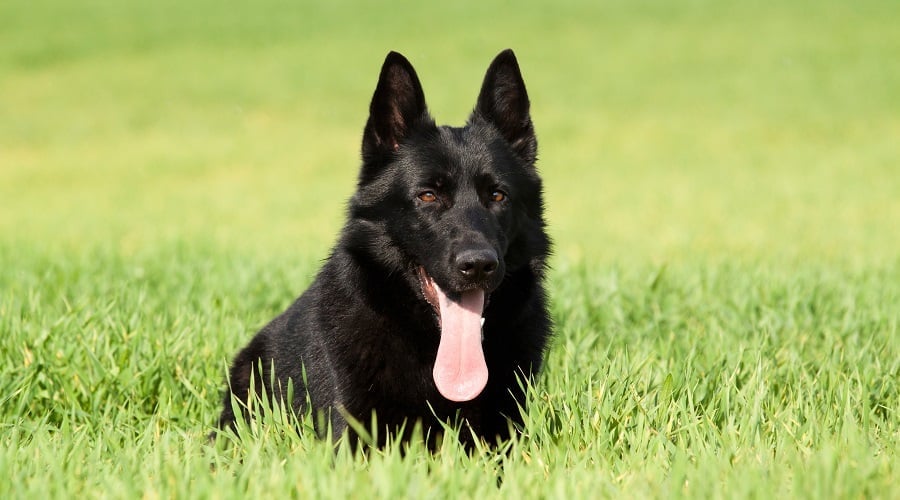 Black GSD Training and Exercise