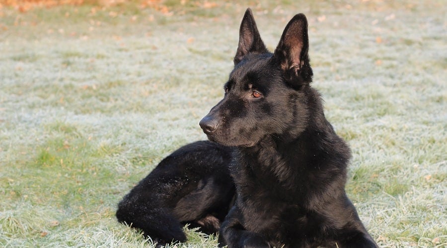 Black German Shepherd Competition Colors