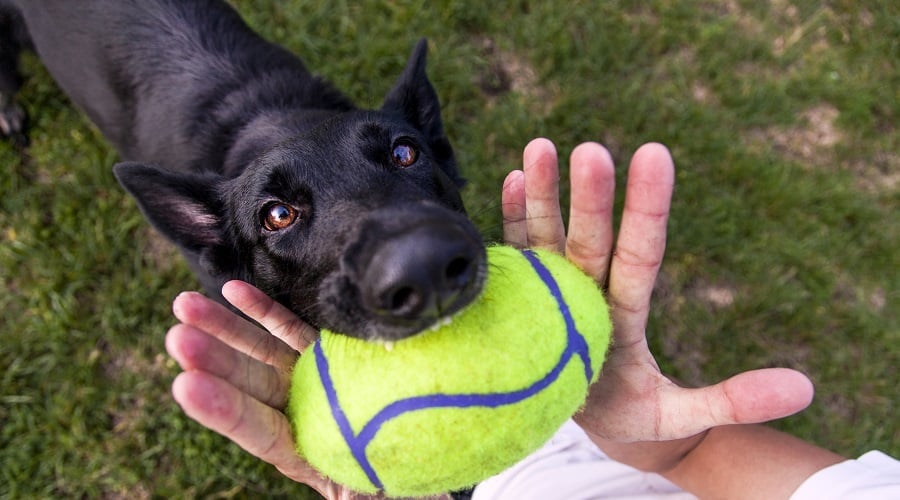 Black German Shepherd Health Issues