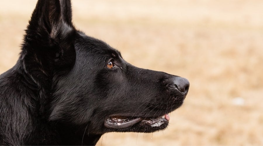 Black Dog Outdoors