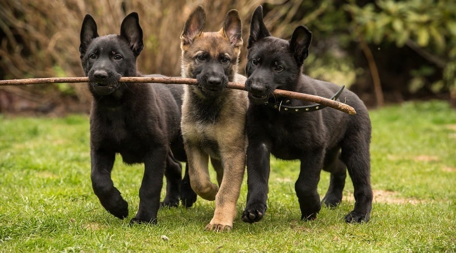 Black German Shepherd Puppies