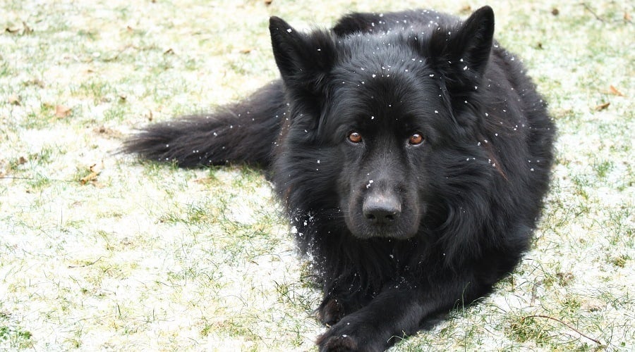 Black German Shepherd in Snow