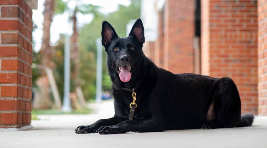 Black German Shepherd sitting outside with brick wall in background