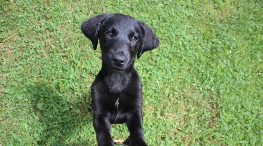 Black Goldador Puppy
