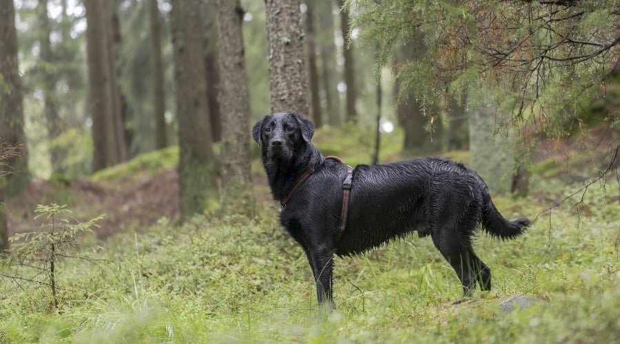 Black Goldador in the Woods