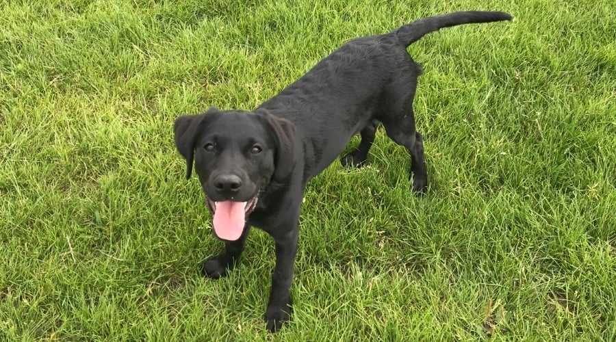 Black Goldador playing in Grass