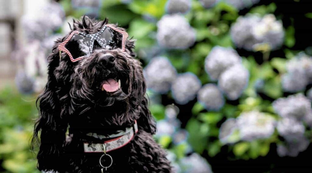 Black Goldendoodle wearing glasses outside in a garden.