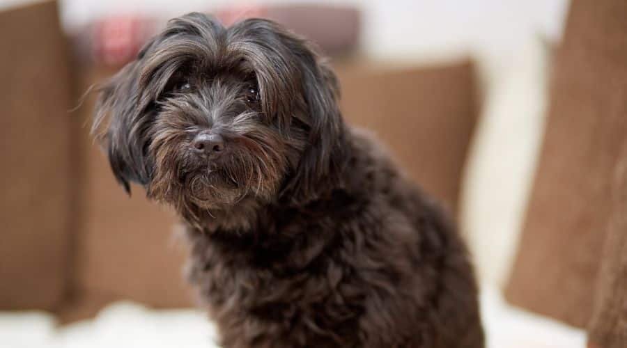 Black dog sitting