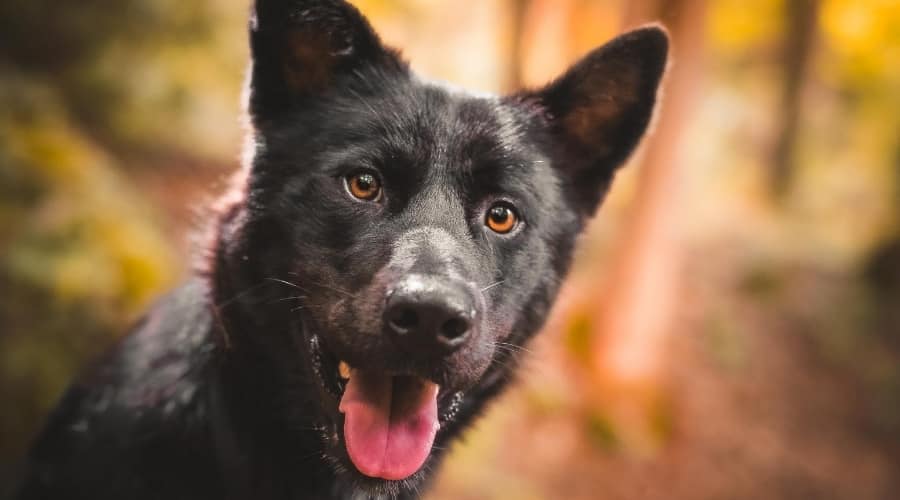 Black Husky Inu Dog