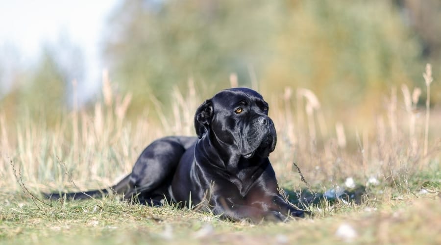 Black Italian Mastiff Laying in Field